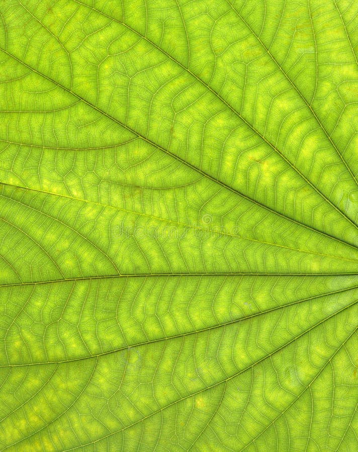 Leaf