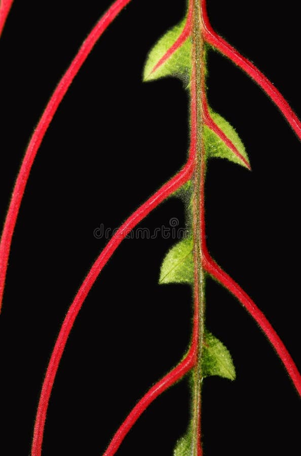 Leaf abstract stock photo. Image of green, brightly, good 4337474