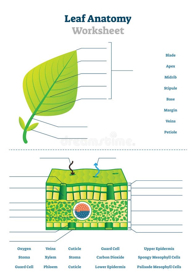 Leaf anatomy worksheet vector illustration. Labeled blank biology closeup.