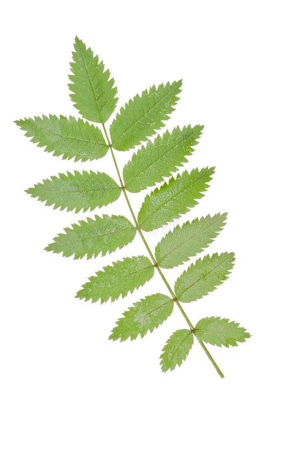 Leaf ash royalty free stock photography