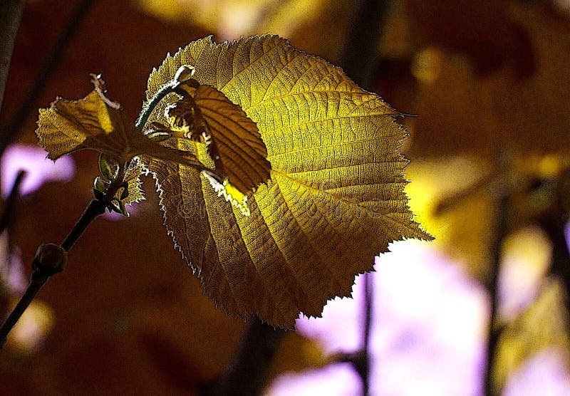 Leaf in autumn stock image Leaf in autumn stock image