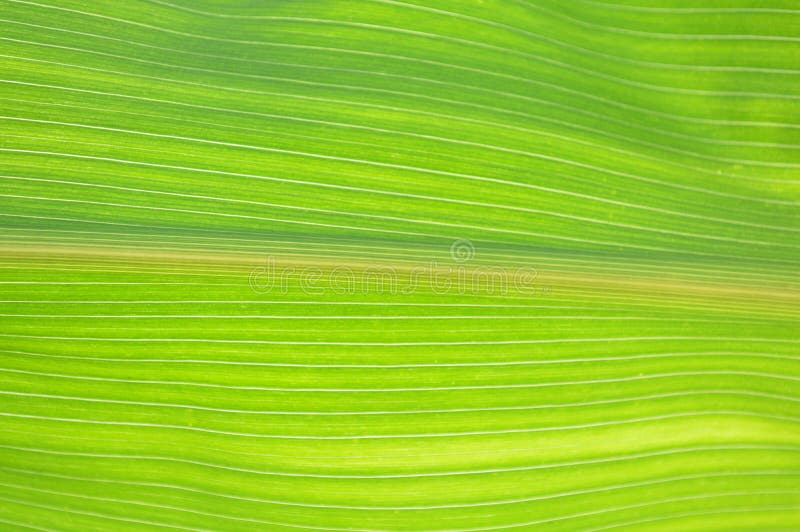 Green corn leaf