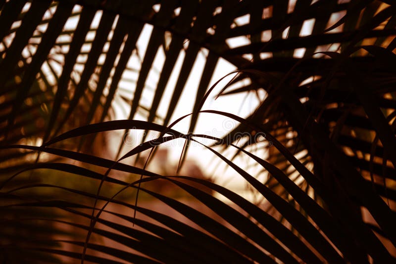 Leaf background tropical pattern palm landscape leave texture at