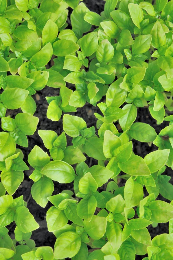 Leaf of Basil Seedlings Background Stock Image Image of food