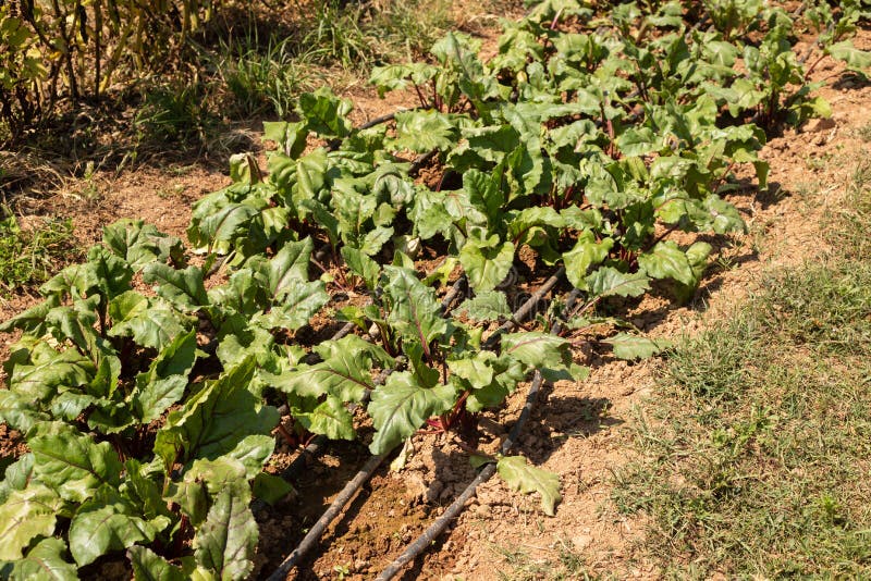 Leaf of Beet Root. Row of Green Young Beet Leaves Growth in Farm Stock