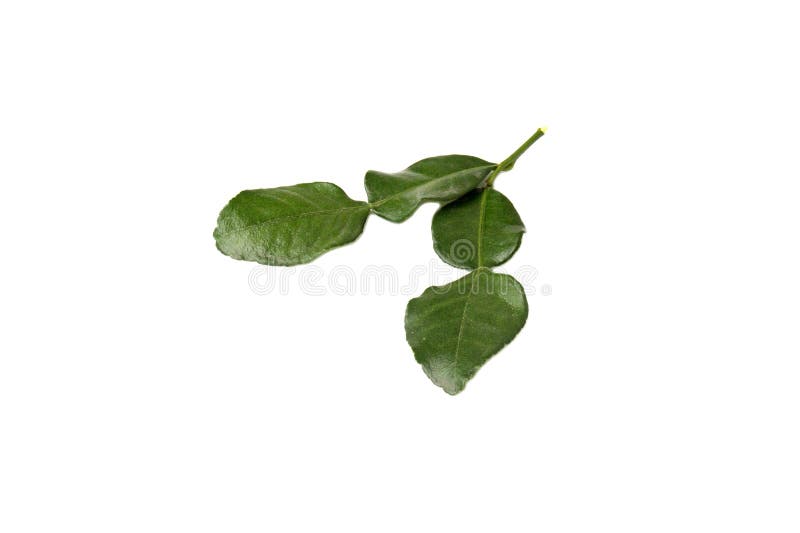 Leaf of bergamot (kaffir lime) isolated on white royalty free stock photography Leaf of bergamot (kaffir lime) isolated on white royalty free stock photography