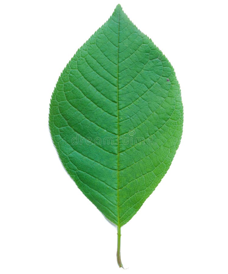 Leaf of a Bird Cherry Tree