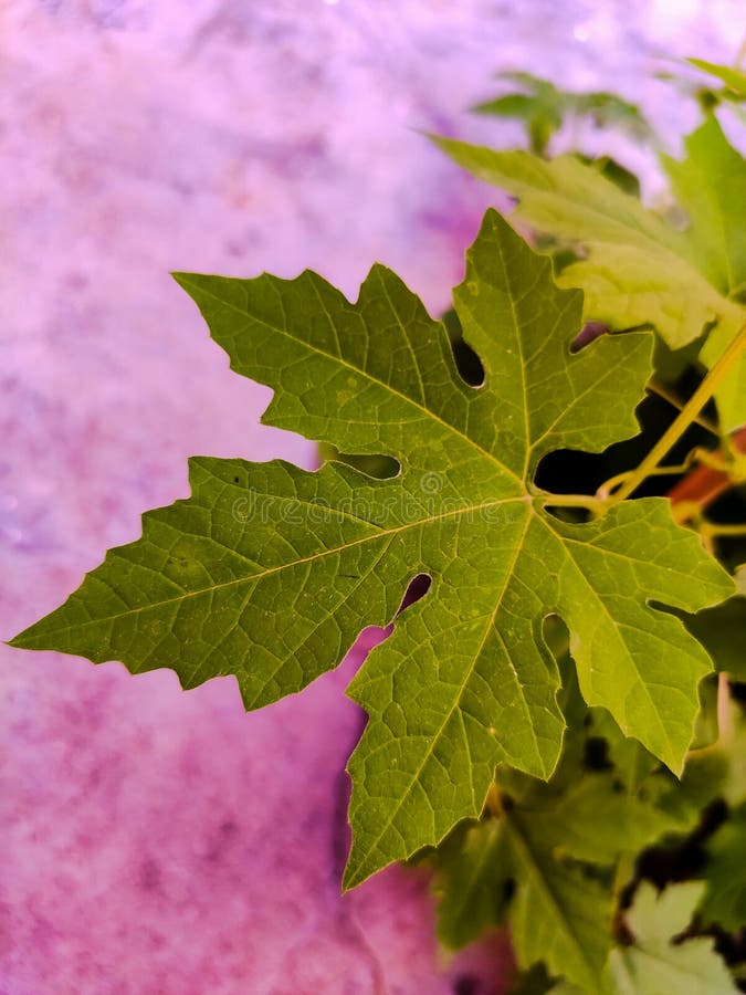 Leaf of bitter gourd stock photo. Image of small, food 102518554