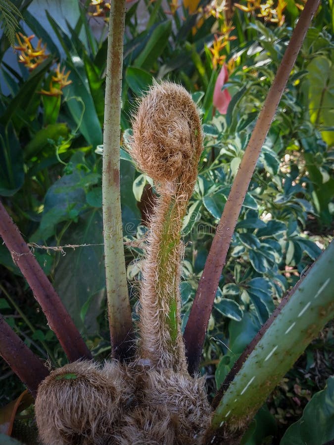 Leaf Buds from a Fernlike Ornamental Plant Called Monkey Fern Stock
