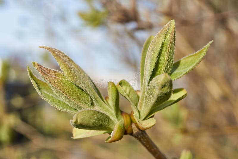 The Leaf Buds of Lilacs Blossom and Young Leaves Appear. Stock Photo ...