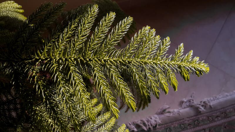 Building tree leaves in the living room under the sun stock photo
