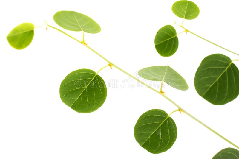Leaf of caper plant. stock photo. Image of isolated 234150426