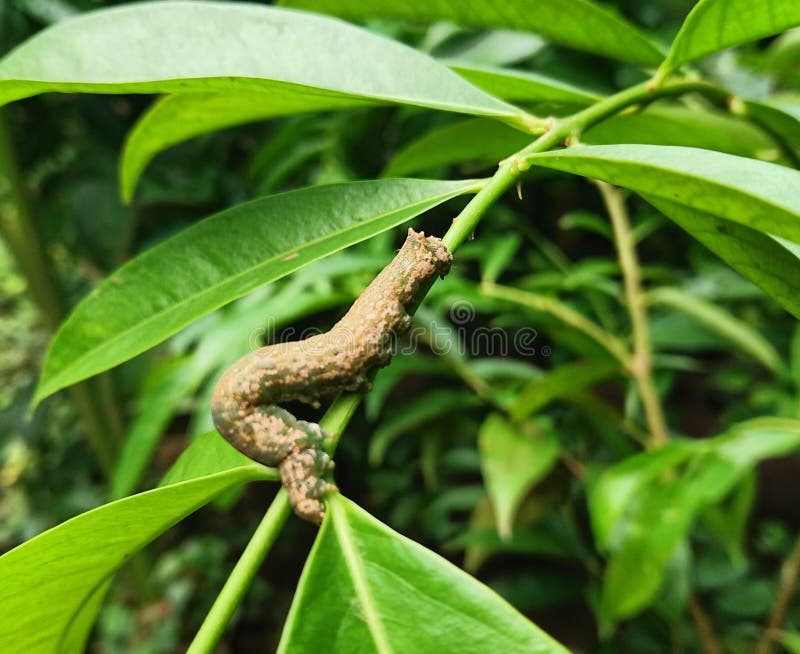 Leaf Caterpillars Eat Fruit and Vegetable Plants Stock Image Image of