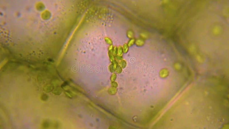 Leaf Cells Division. Chloroplast Under a Microscope. Green Cell Structure  Stock Footage - Video of biotechnology, flagellate: 242519486