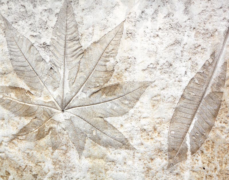 Leaf cement stock photo. Image of fossilization, detail - 42589094