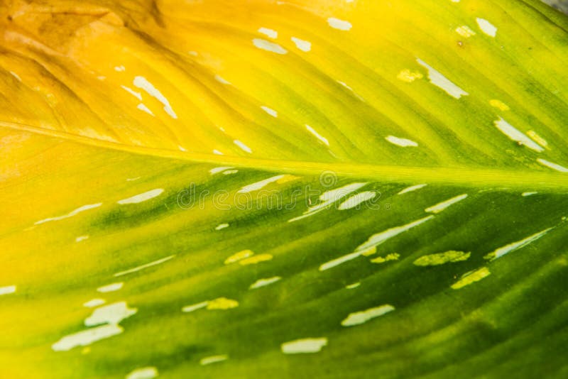 The leaf changing colour stock image