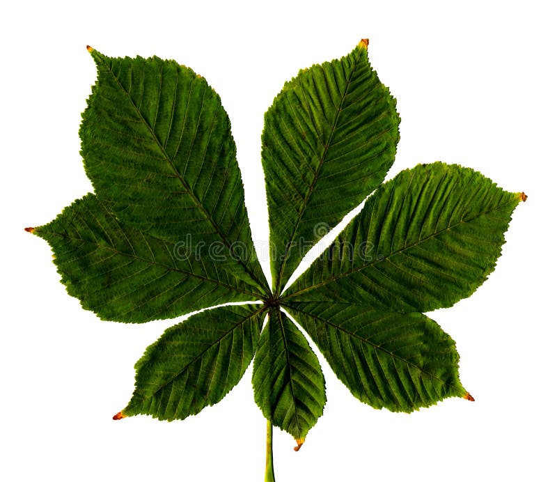 Green leaf stock image. Image of vibrant, hibiscus, textured - 13924003
