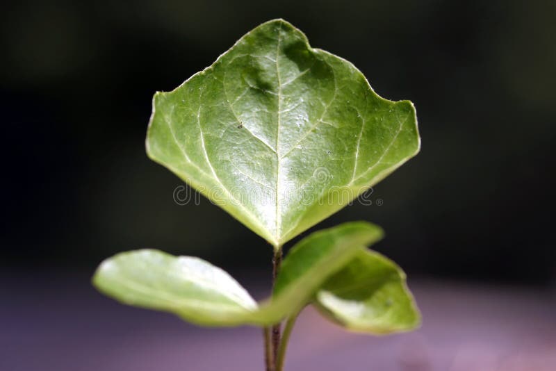 Leaf close up