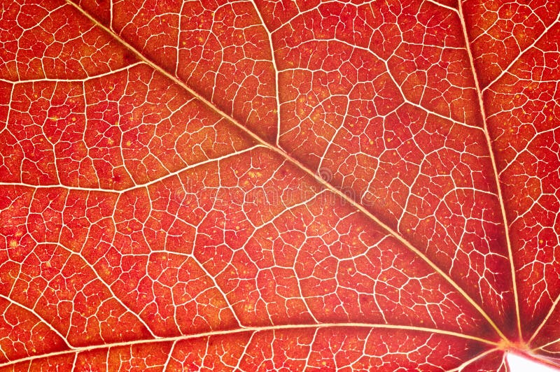 Leaf close-up