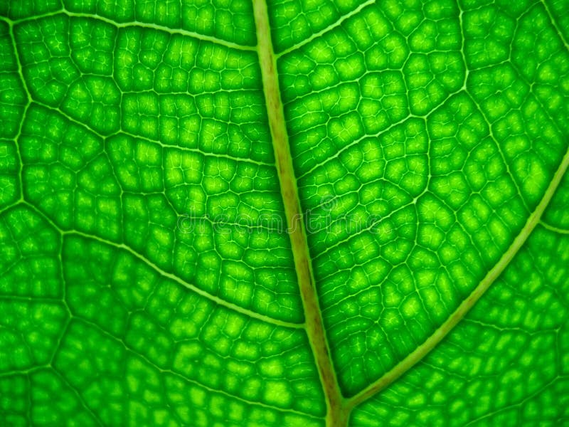 Leaf close up stock photo. Image of branch, sunlight, macro - 8373882