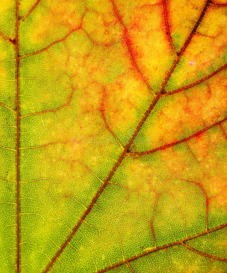 Leaf closeup nature detail stock image. Image of leaf - 27378775