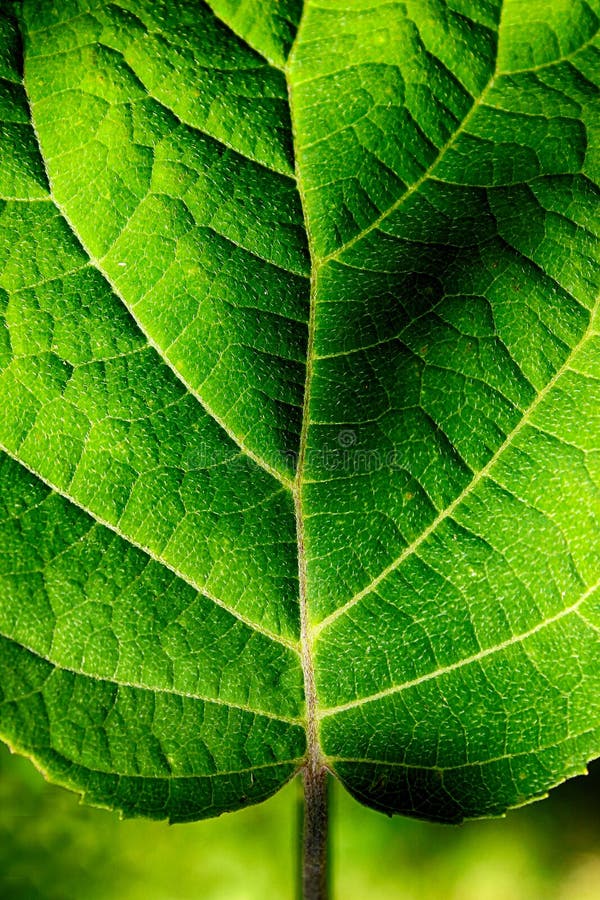 Leaf closeup