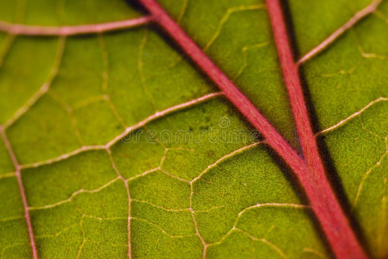 Leaf closeup macro