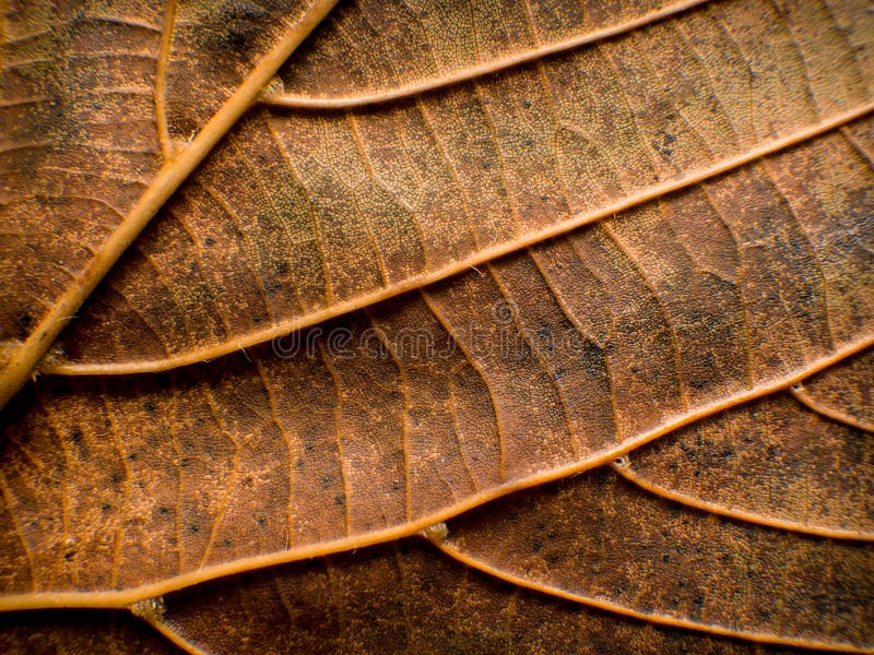 Leaf closeup nature detail