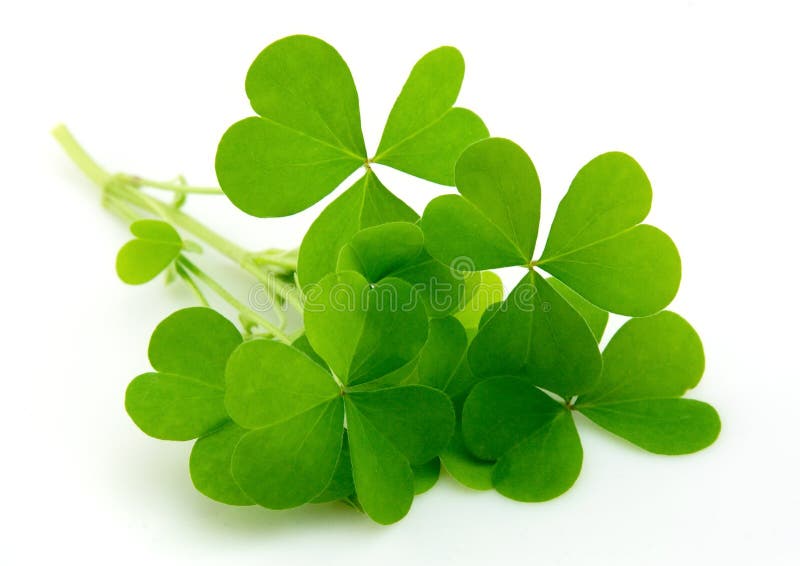 Leaf clover isolated on white