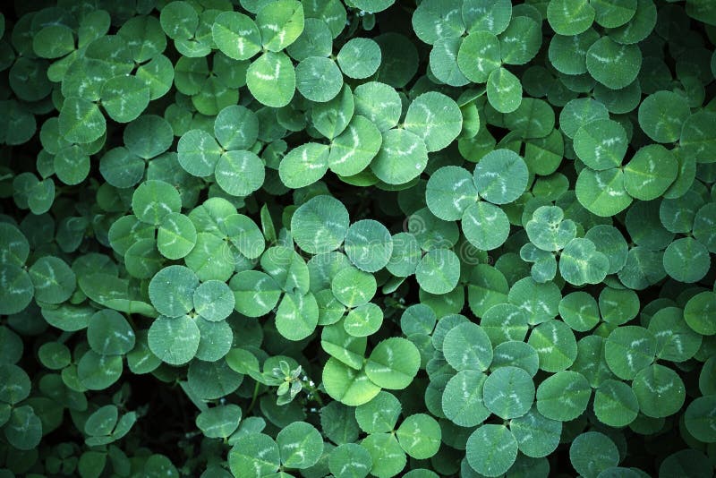 Leaf Clover Backgrounds ,walpapper Stock Image - Image of good