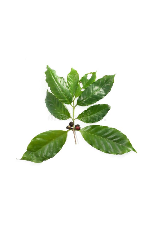 The leaf coffee Close up for background royalty free stock photo