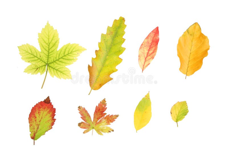 Leaf collection