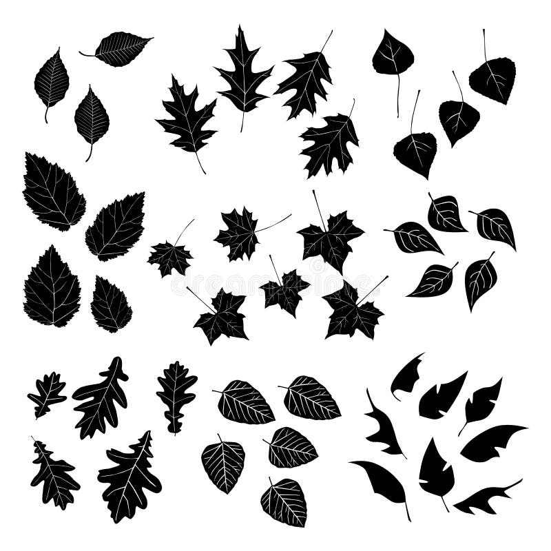 Leaf Collection stock vector. Illustration of pattern - 9564357