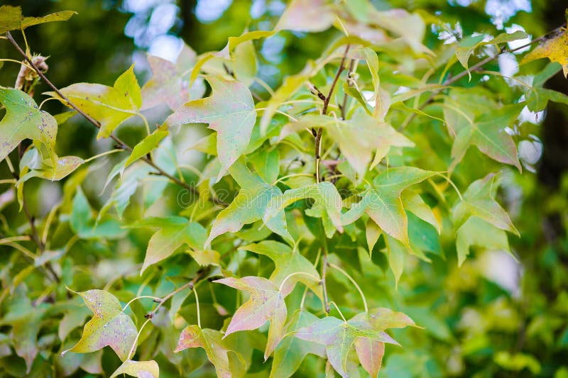 Leaf color change stock photo. Image of closeup, colors - 87613720