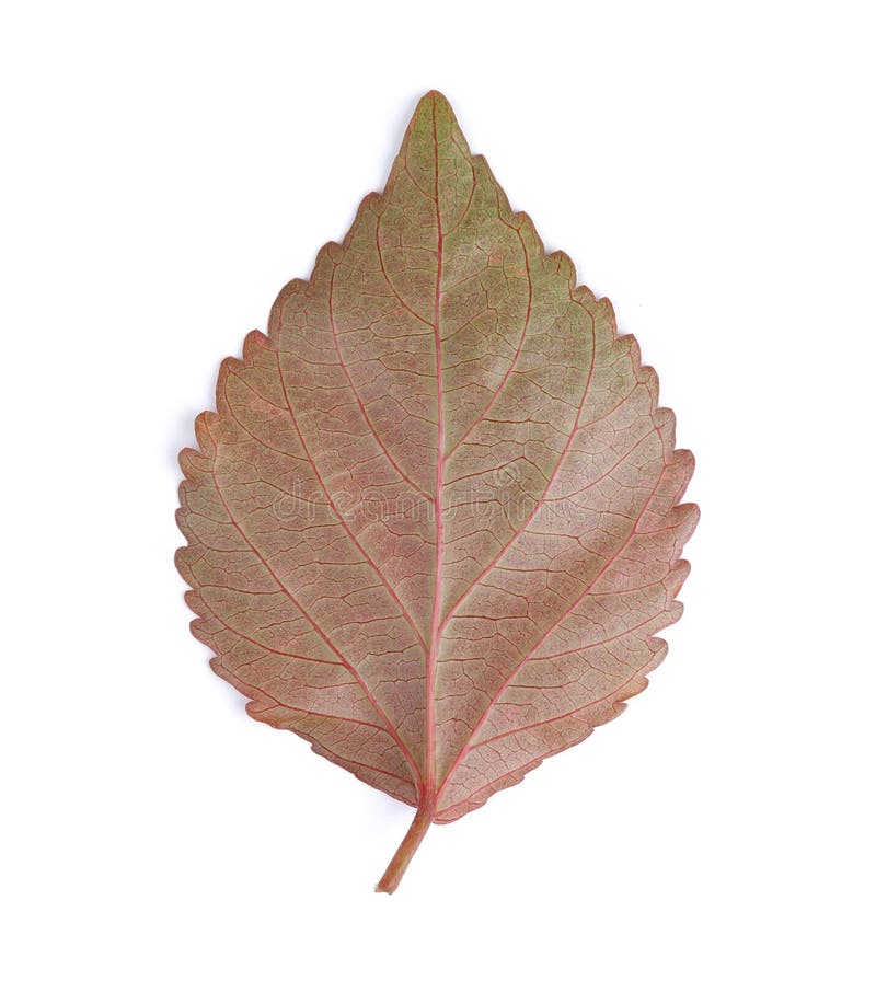 Leaf of Copper Beefsteak or Copper Leaf Stock Image Image of