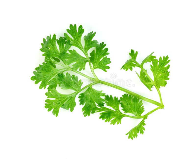 Leaf Coriander or Cilantro Isolated on White Background ,Green Leaves