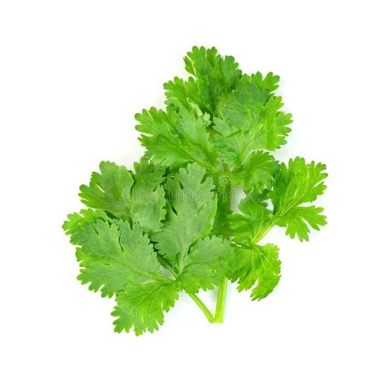 Leaf Coriander or Cilantro Isolated on White Background ,Green Leaves