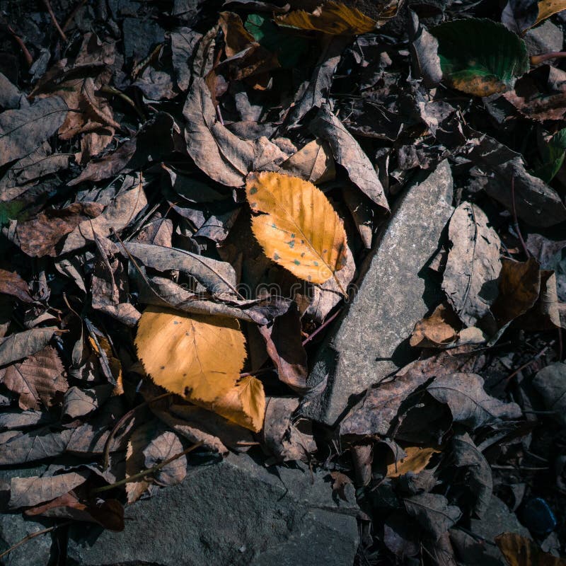 Leaf Corpses, Also Known As Dried Leaves Stock Photo - Image of litter ...