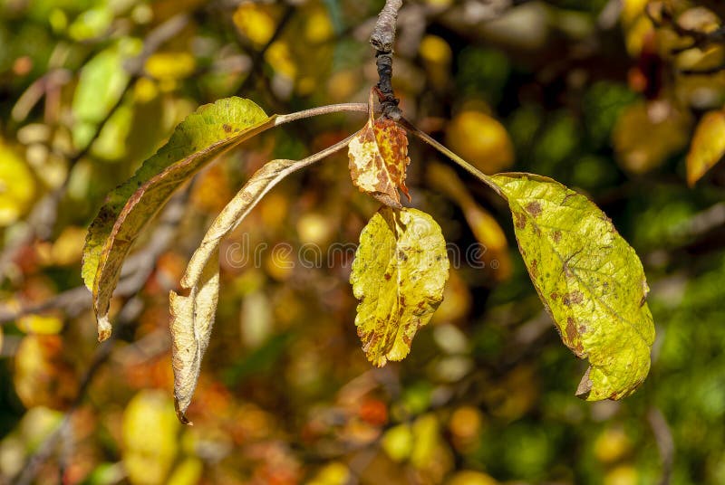 Leaf crown - leaf sprig in the sun royalty free stock photo