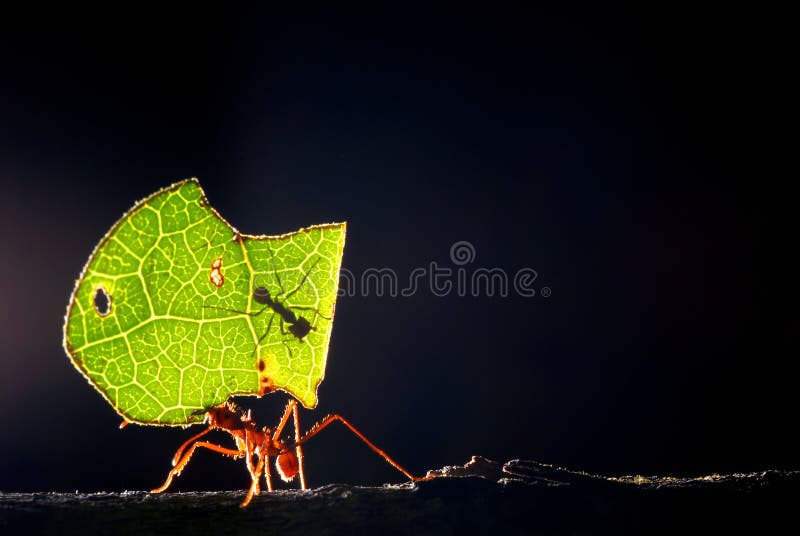 Leaf cutter ant royalty free stock photo
