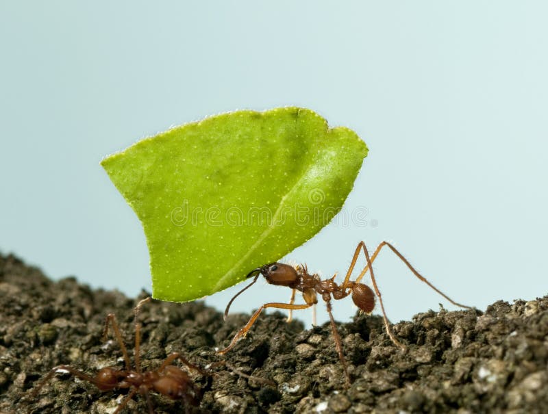 Leaf-cutter ant, Acromyrmex octospinosus royalty free stock images