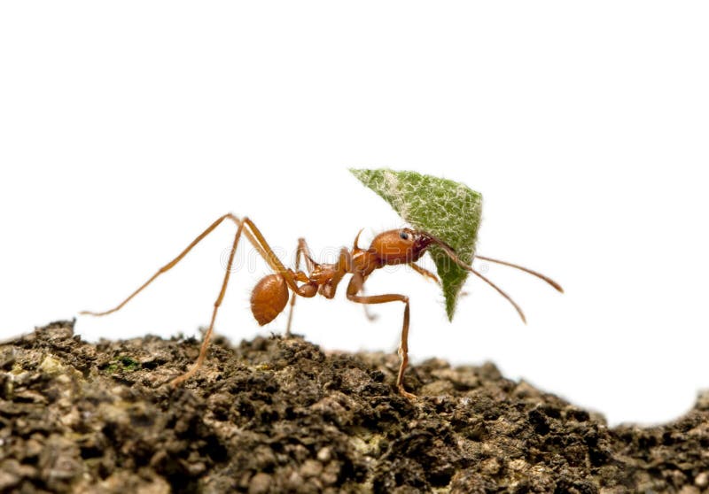 Leaf-cutter ant, Acromyrmex octospinosus stock image