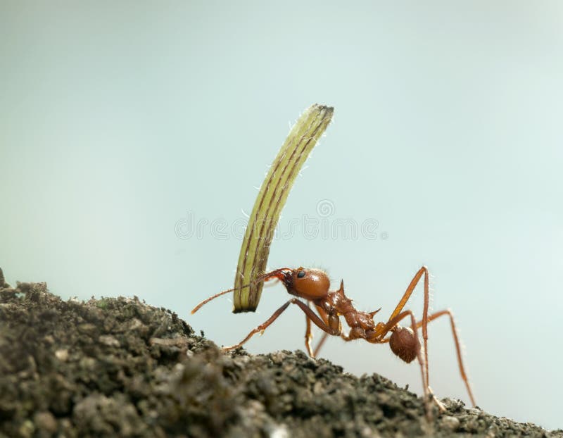 Leaf-cutter ant, Acromyrmex octospinosus stock image