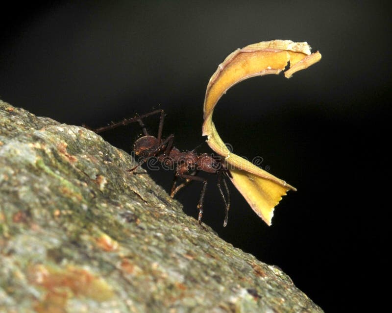 Leaf cutter ant carrying leaf, costa rica stock image