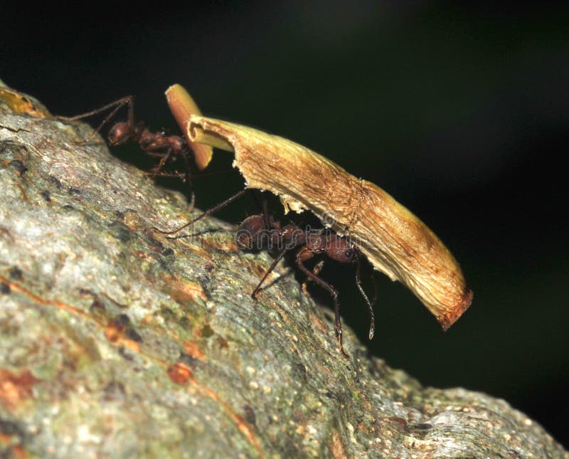 Leaf cutter ant carrying leaf, costa rica stock photography