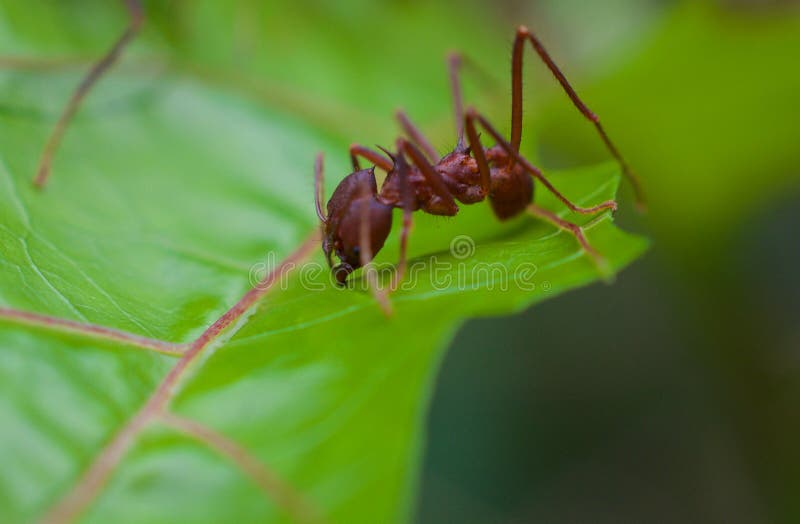 Leaf Cutter Ant cutting 5 stock image