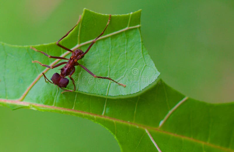 Leaf Cutter Ant cutting 2 royalty free stock image