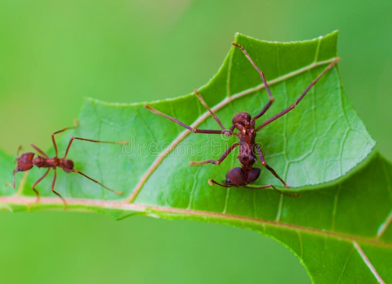Leaf Cutter Ant cutting royalty free stock images