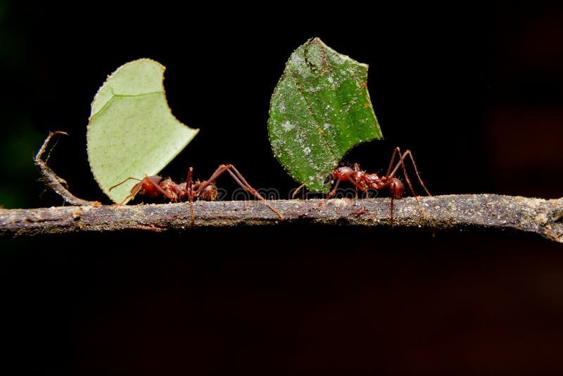 Leaf cutter ants, carrying leaf, black background. royalty free stock images