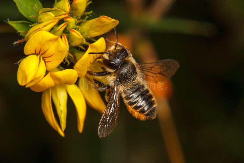 Leaf Cutter Bee royalty free stock photo